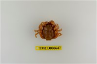 藏品(短指和尚蟹)的圖片